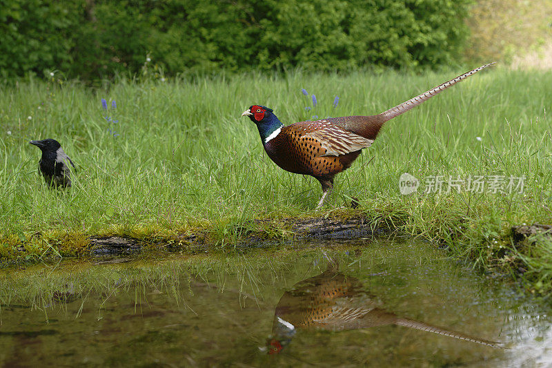 雄性野鸡（Phasianus colchicus）